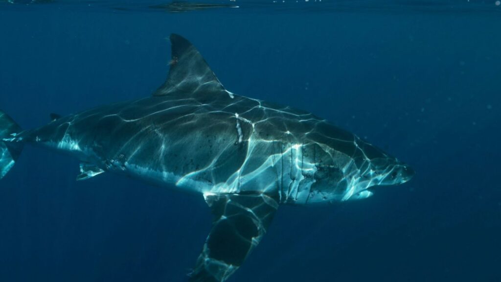 Great white shark