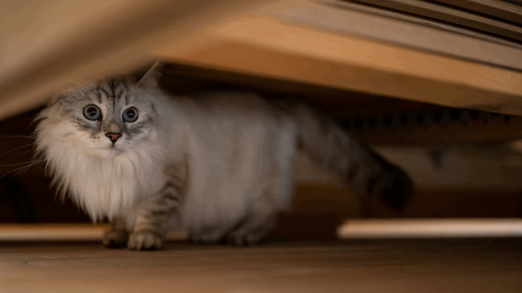 Cat hiding
