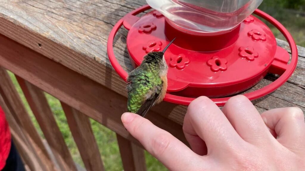 Humming Bird Feeder