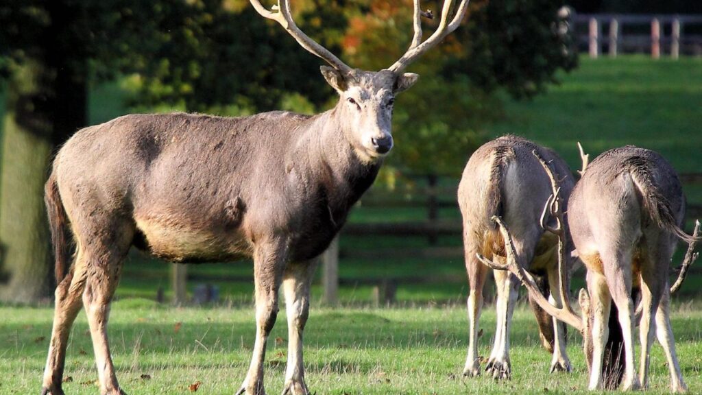Père David’s Deer