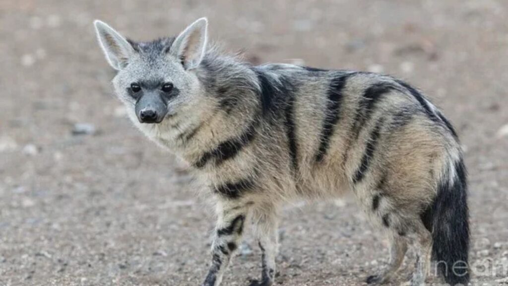 Aardwolf