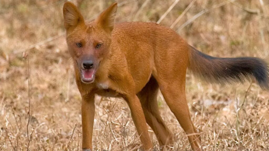 Asiatic Wild Dogs Dhole