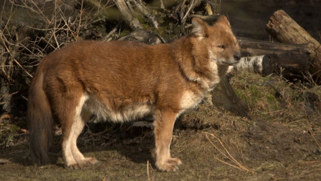 Asiatic Wild Dogs Dhole