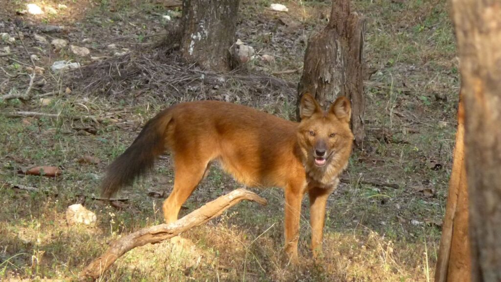 Asiatic Wild Dogs Dhole