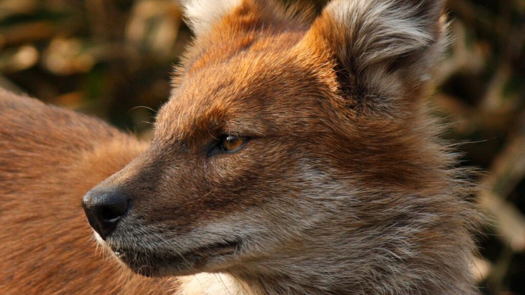 Asiatic Wild Dogs Dhole