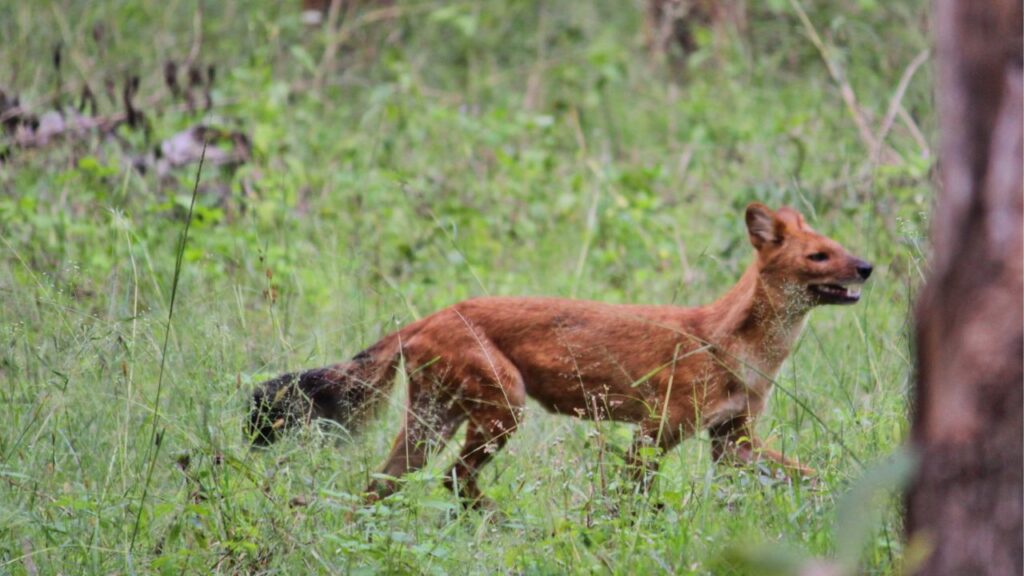 Asiatic Wild Dogs Dhole