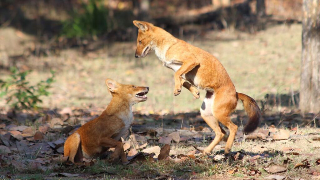 Asiatic Wild Dogs Dhole