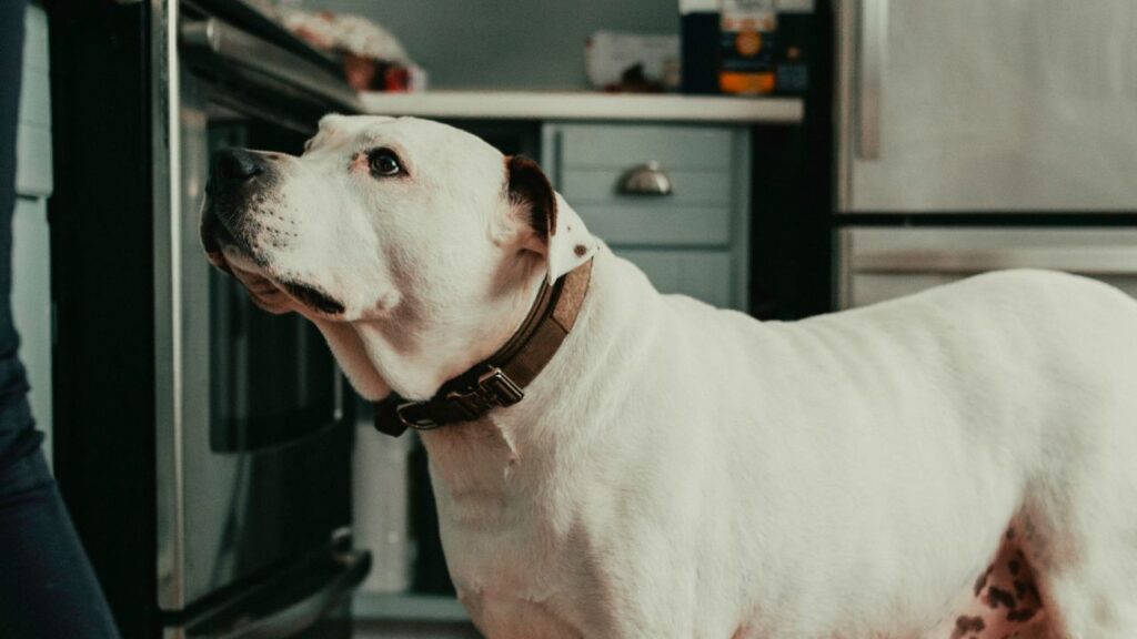 Dog In Kitchen