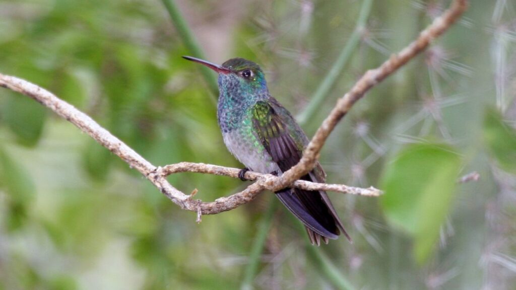 Honduran Emerald