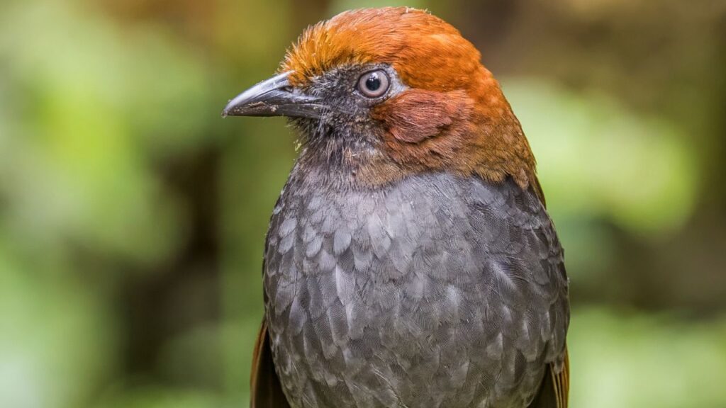Antpitta