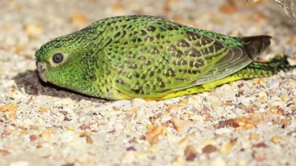 Night Parrot