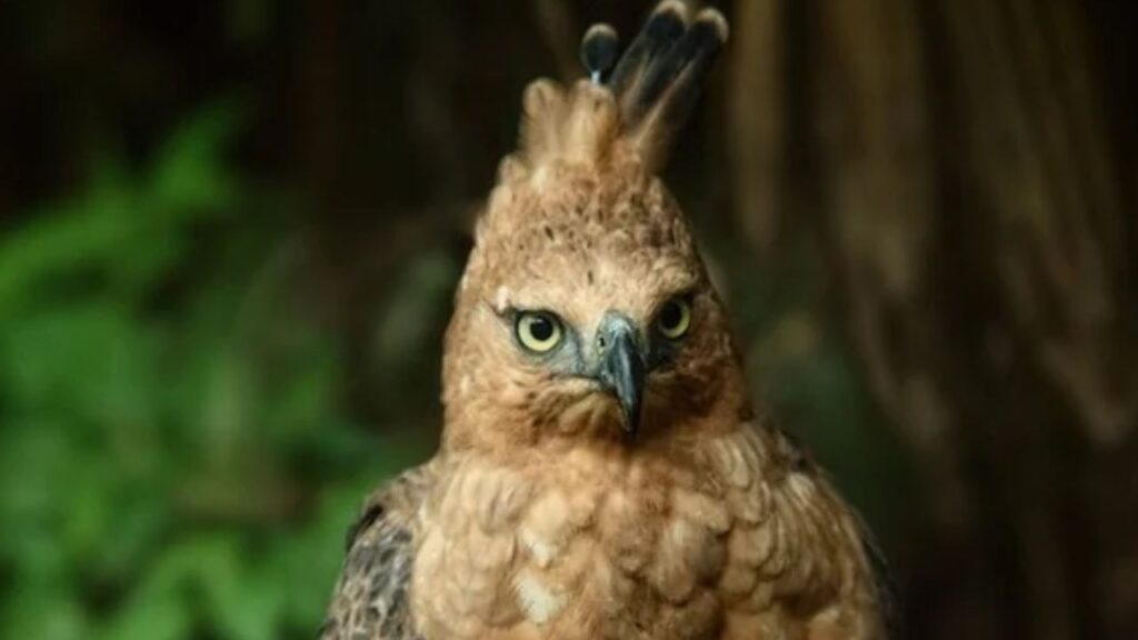 Javan Hawk-Eagle