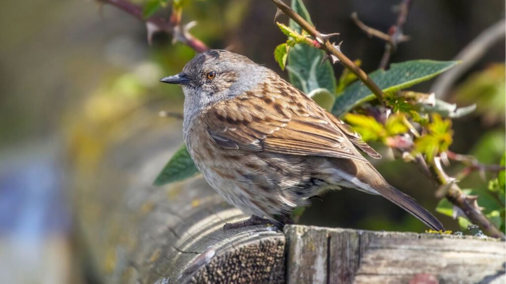 Dunnocks Darting