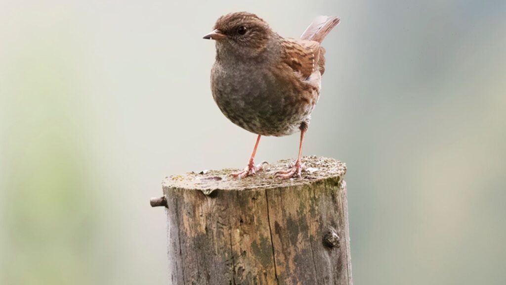 Dunnocks Darting