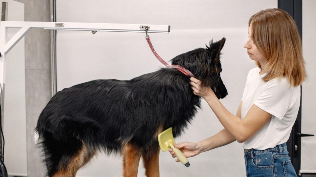 German Shepherd shedding grooming brush