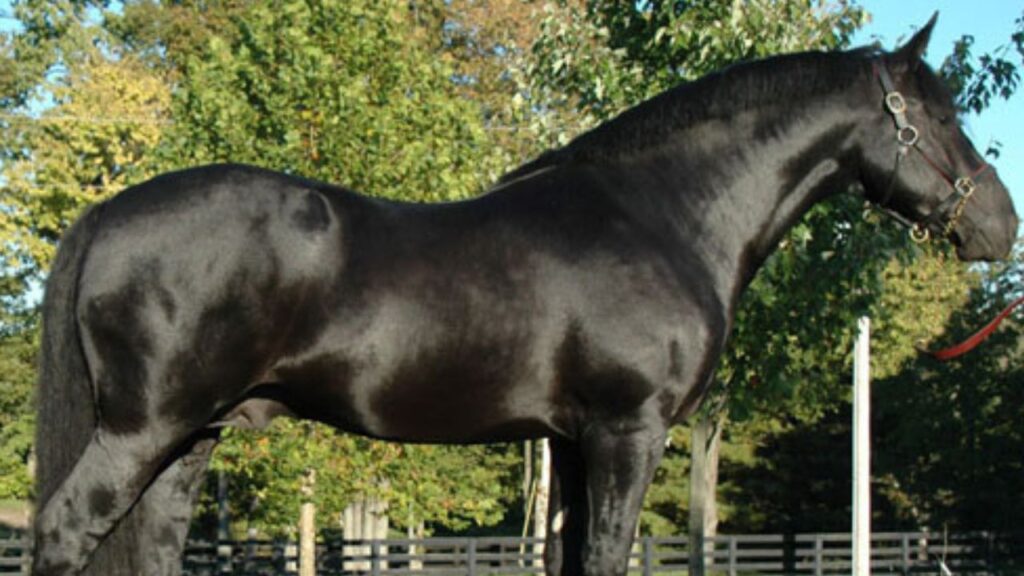 Irish Draught Flexibility