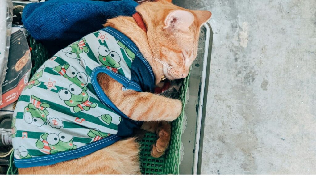 cat in carrier