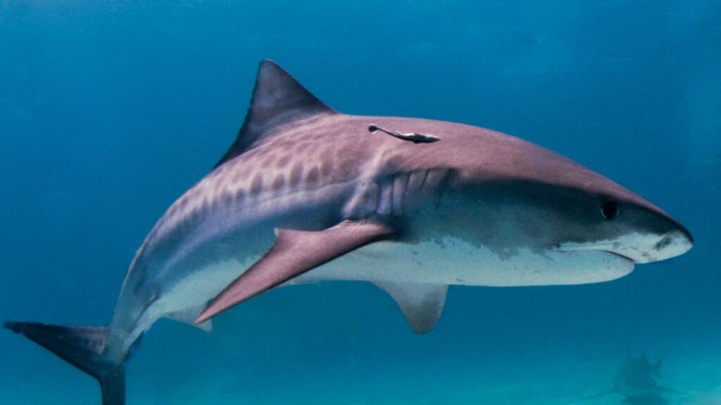 Tiger Shark