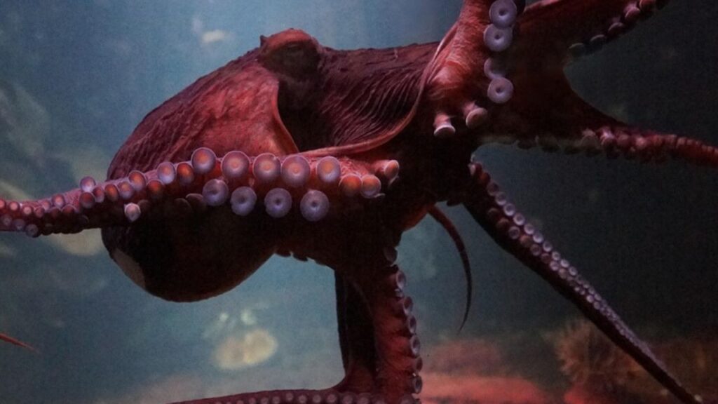 Giant Pacific Octopus