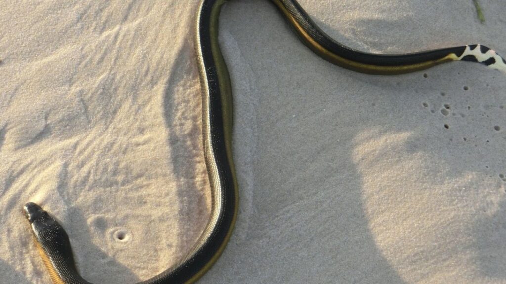 Sea Snake