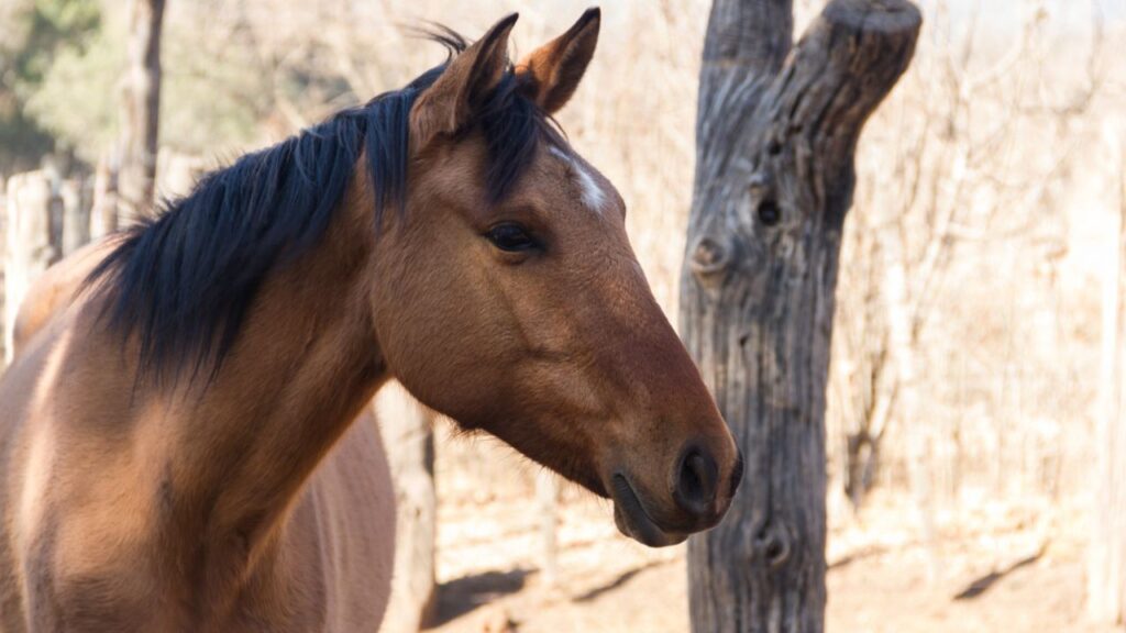 Horse ears alert