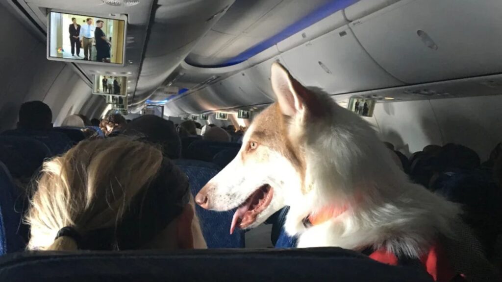Dog in direct flight