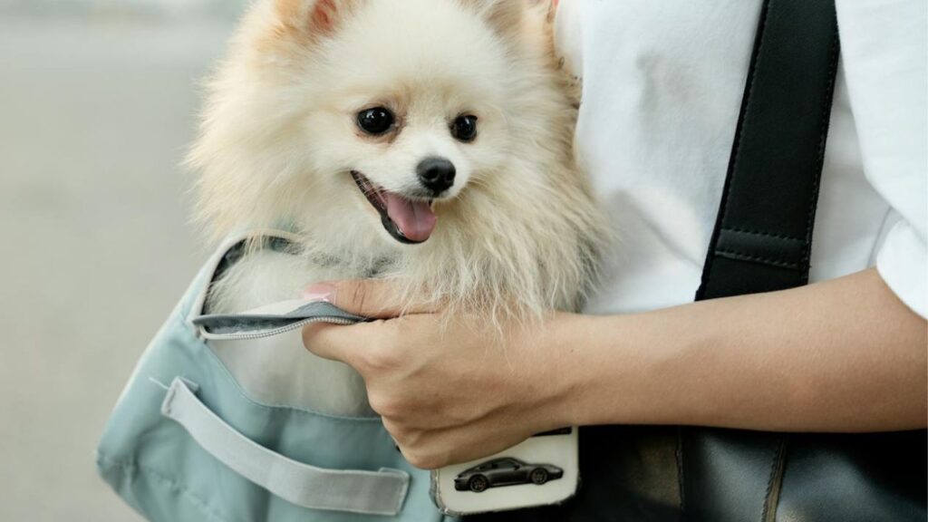 Dog travel bag essentials