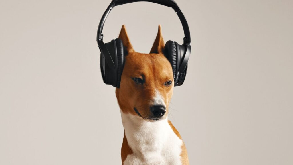 Acclimate to Airport Noise