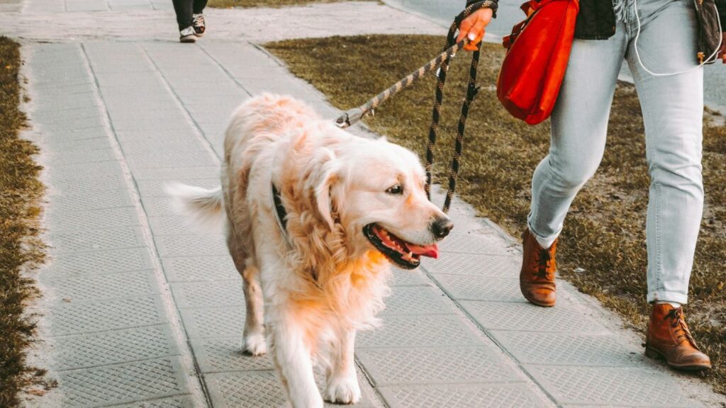 Dog walking with owner