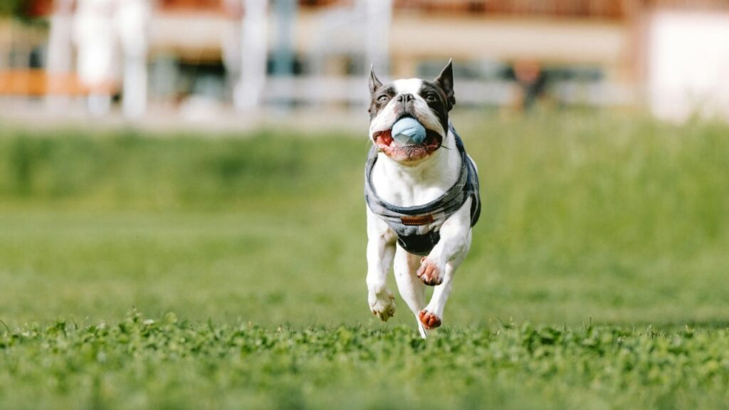 Dog playing