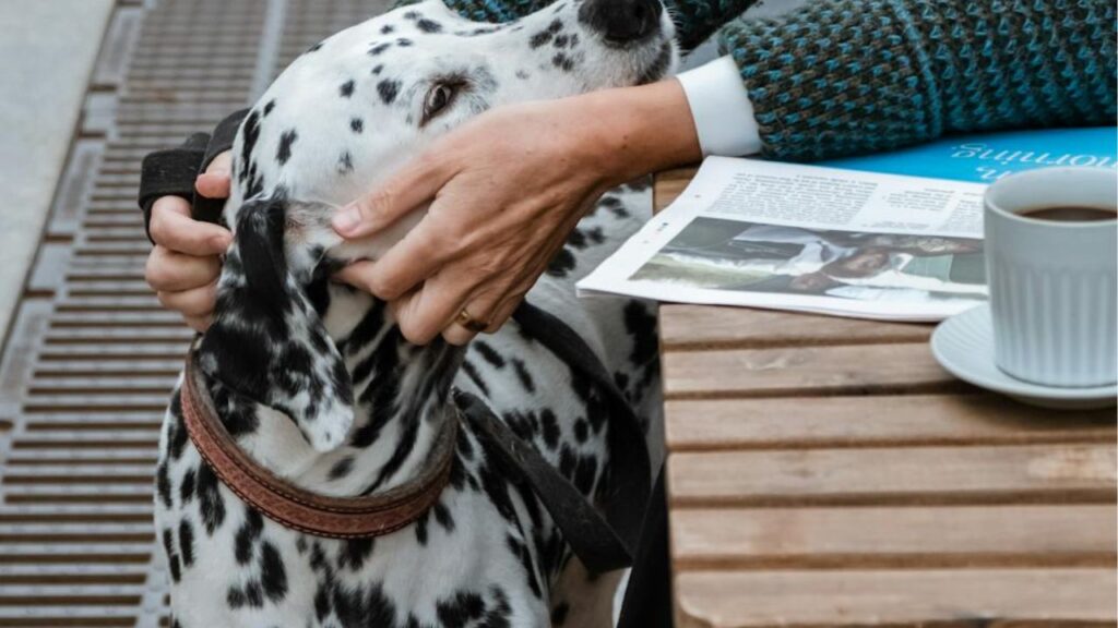 Dog reacting to owner