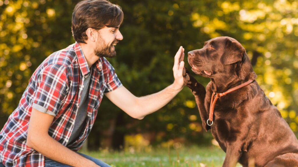 Dog high five
