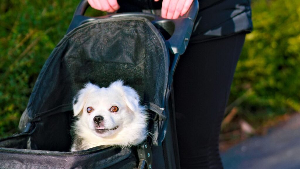 Pack Essential Pet Supplies
