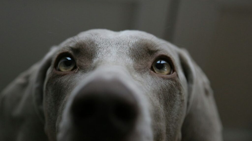 Dog prolonged eye contact