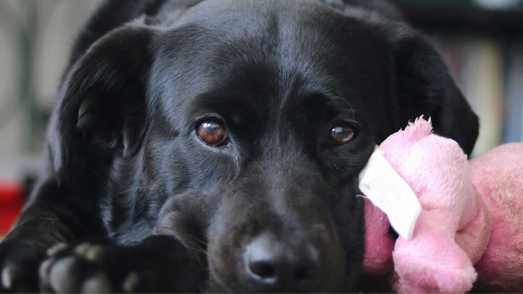 Old big dog chewing toy