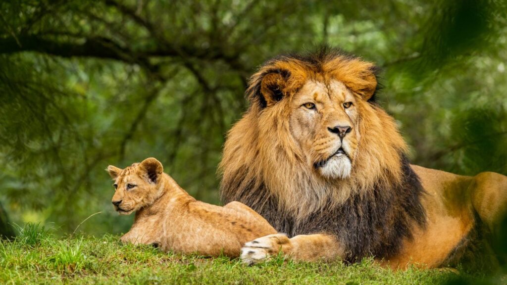 African Lion