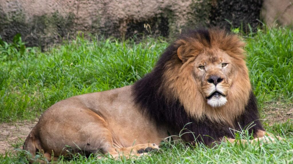 African Lion