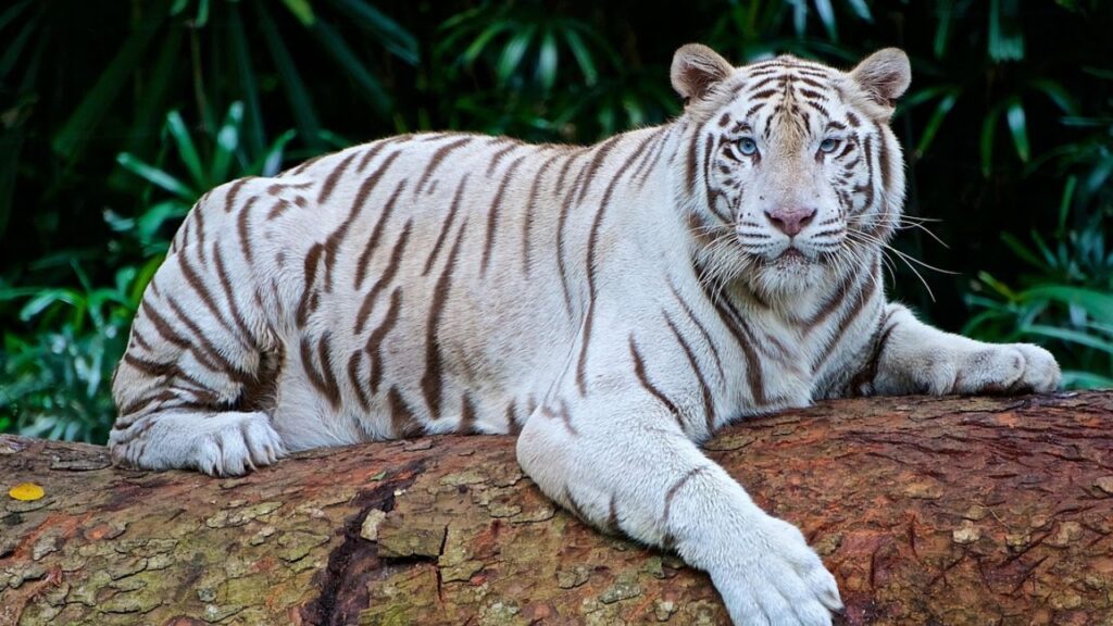 Bengal Tiger