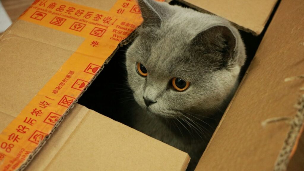 Cat in cardboard box