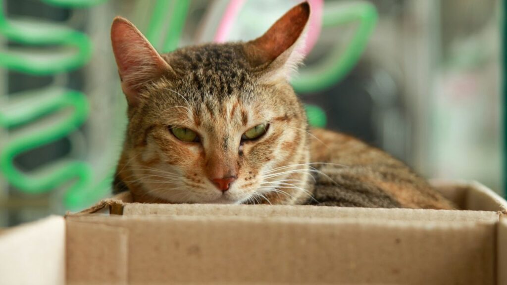 Cat in cardboard box