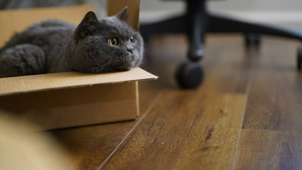 Cat in cardboard box