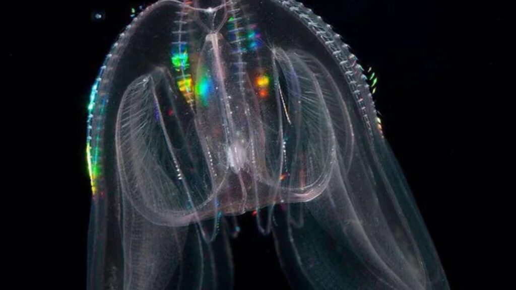 Comb Jelly