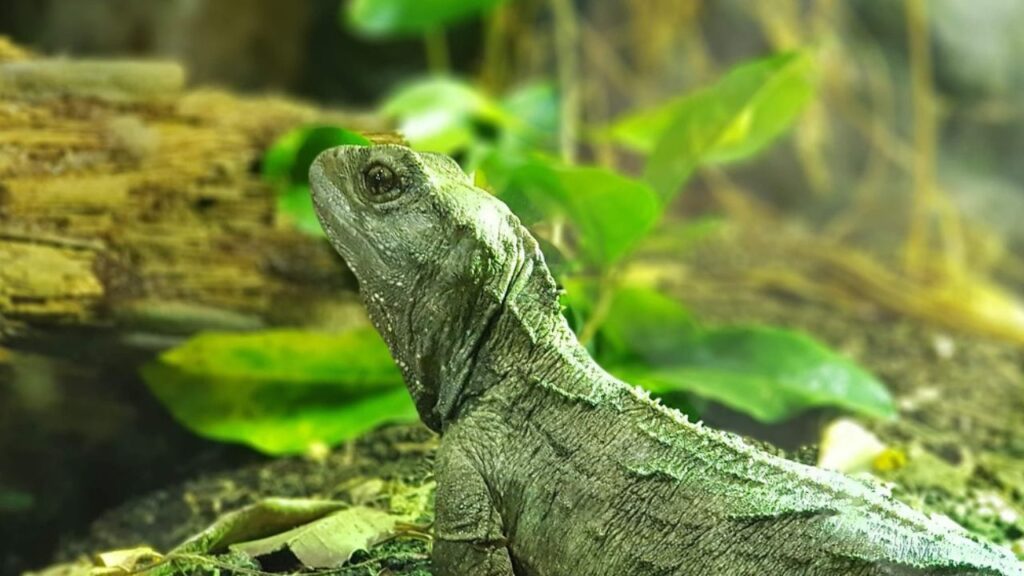 Tuatara