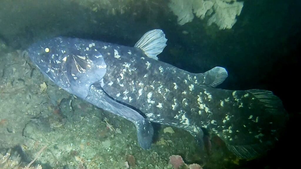 Coelacanth