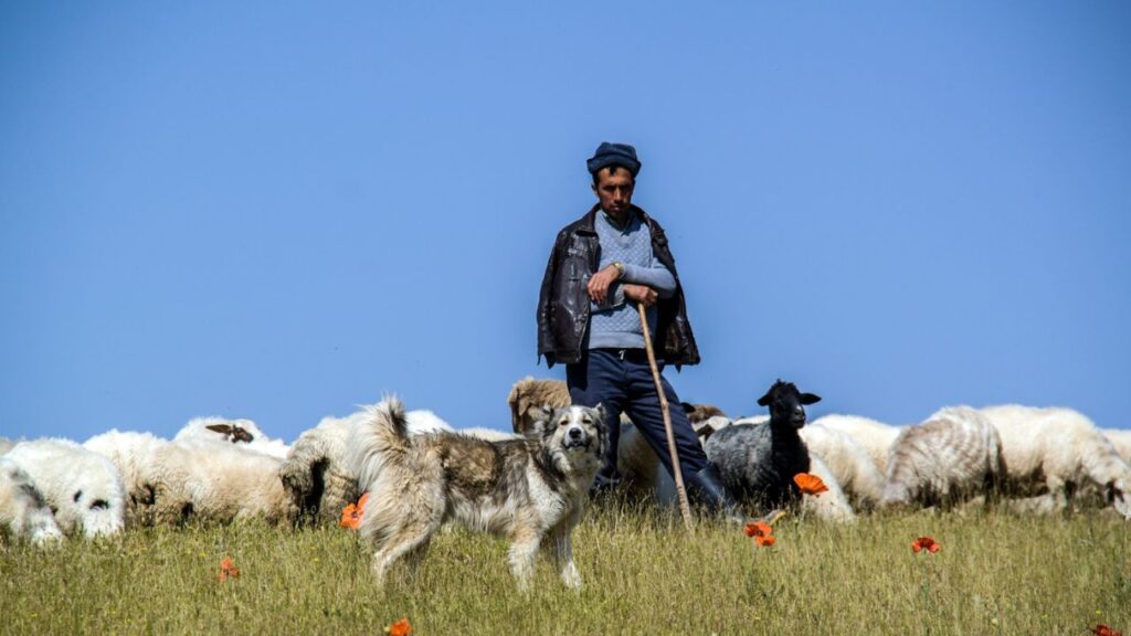 Australian shepherd herding