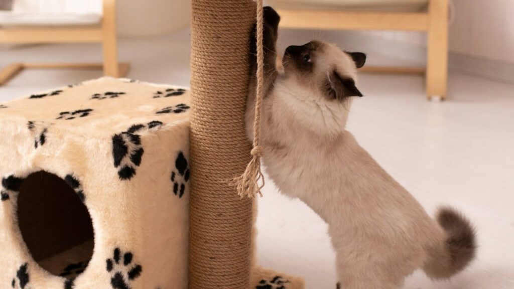 Minimalist Wooden Scratcher