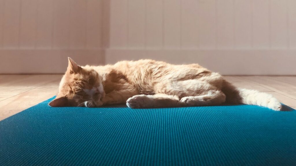 Cat on yoga mat
