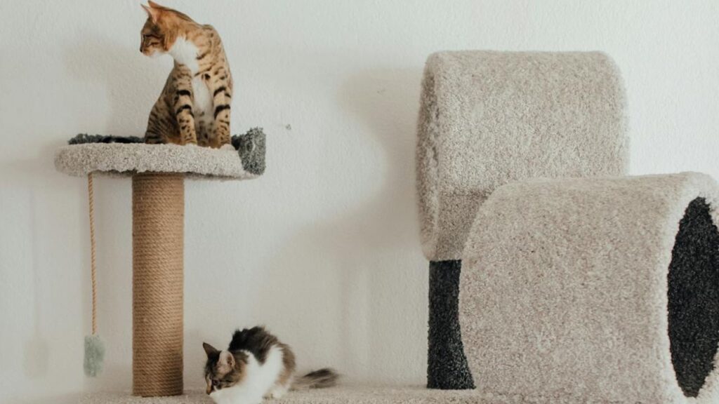 Cat Tower of Fun