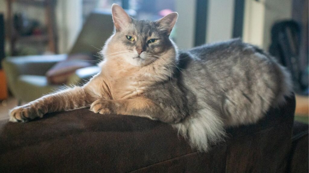 Manx cat