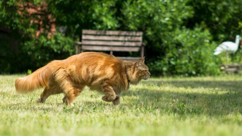 Cat outdoor